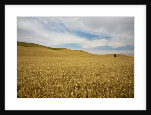 Lone Tree in Harvest Wheat Field by Anonymous