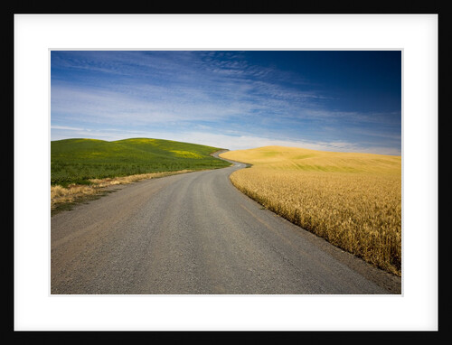 Winding Back Country Road through Winter and Spring Wheat Fields by Anonymous