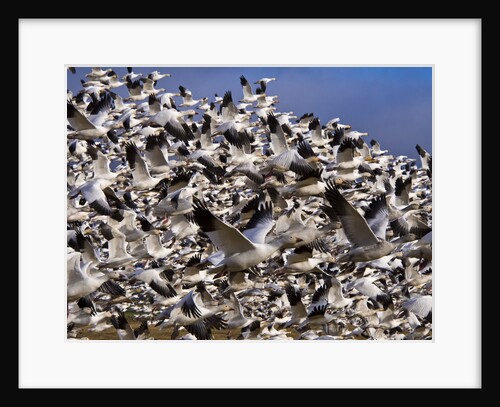 Snow Geese in flight with a bluse sky day by Anonymous