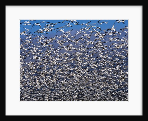 Snow Geese in flight with a bluse sky day by Anonymous