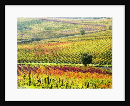 Autumn Vinyards in full color near Montepulciano by Anonymous