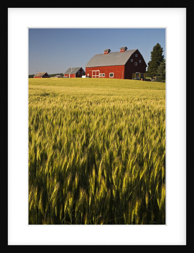 Red Barn in Field of Harvest Wheat by Anonymous
