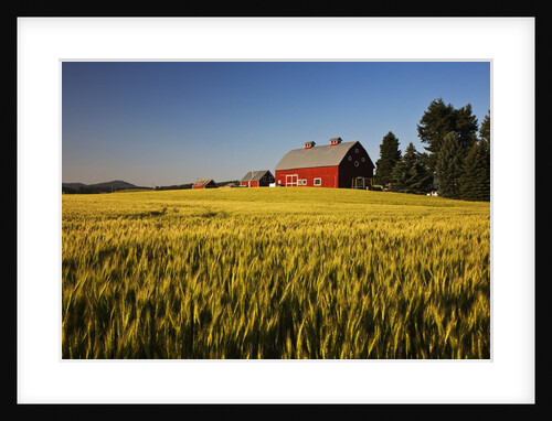 Red Barn in Field of Harvest Wheat by Anonymous