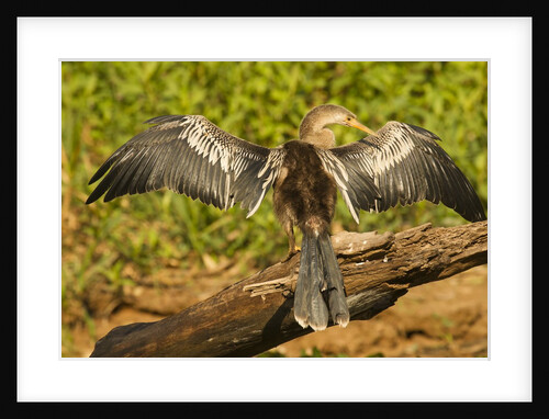 Anhinga Preening by Anonymous