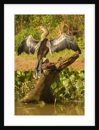 Anhinga on Log, Drying Wings by Anonymous
