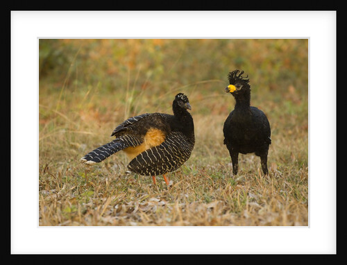 Bare-faced Curassow Mating Pair by Anonymous