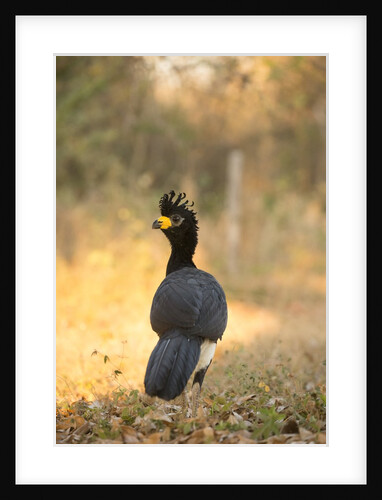 Bare-faced Curassow by Anonymous
