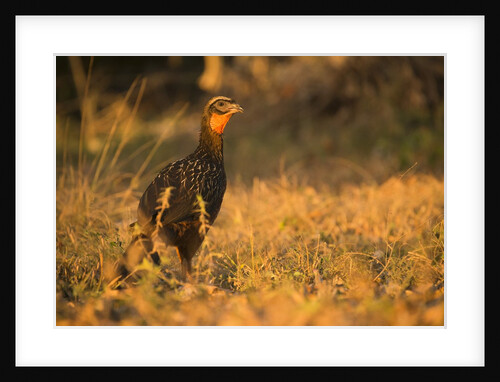 Chestnut-bellied Guan Foraging in Grass by Anonymous