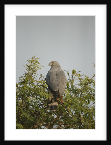 Crane Hawk in Treetop by Anonymous