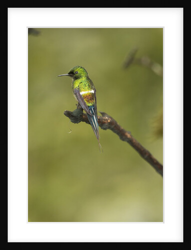 Green Thorntail on Branch by Anonymous