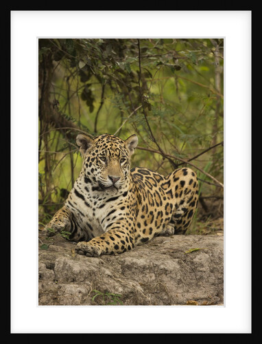 Jaguar Resting on Riverbank by Anonymous