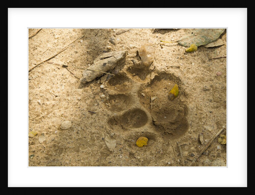 Jaguar Track in Sand by Anonymous