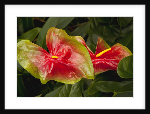 Close up view of 2 red/green anthurium in a garden by Anonymous