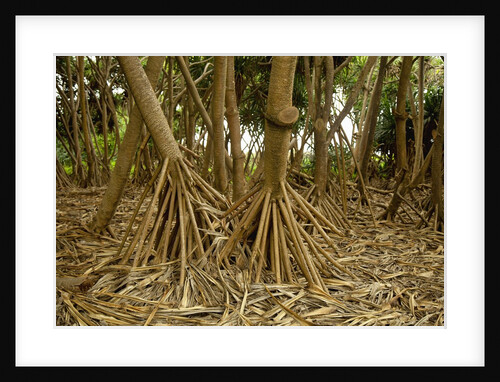 Prop roots of Hawaiian Hala trees by Anonymous