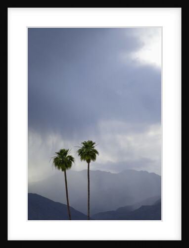 Two California Fan Palm trees with mountains and rain clouds beyond by Anonymous