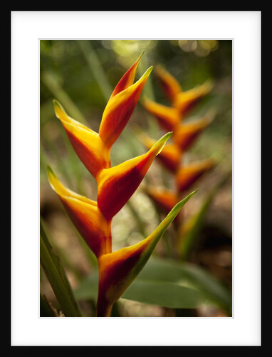 Close up view of Lobster-claw Heliconia flowers in a garden by Anonymous