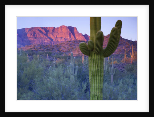 Saguaro cacti with red mesa and sky beyond by Anonymous