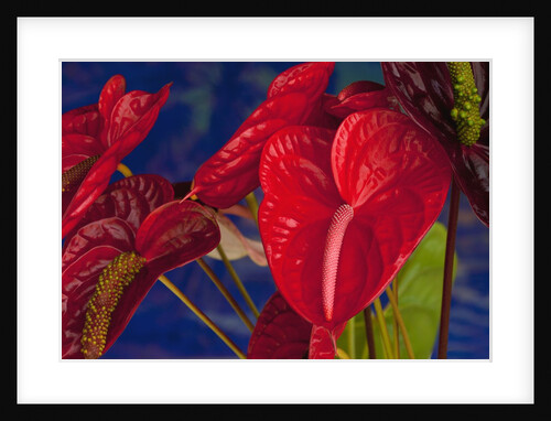 Variety of cut red Anthurium flowers against blue background by Anonymous