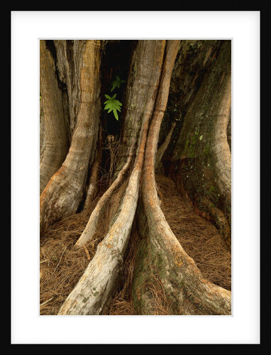 Close up view of trunk and roots of Ironwood Tree by Anonymous