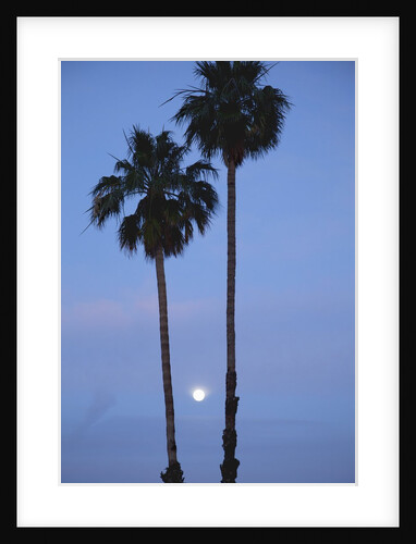 Setting sun between two California Fan Palm trees by Anonymous