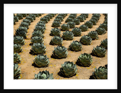 Rows of Artichoke Agave in a formal garden with yellow Palo Verde blossoms on the ground by Anonymous