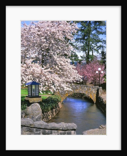 Spring blossoms along Phelps Creek by Anonymous