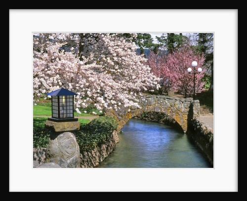 Spring blossoms along Phelps Creek by Anonymous
