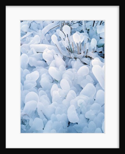 Ice covered grasses by Anonymous