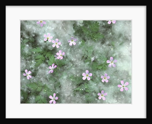 Storksbill flowers nestled in cottonwood seeds by Anonymous