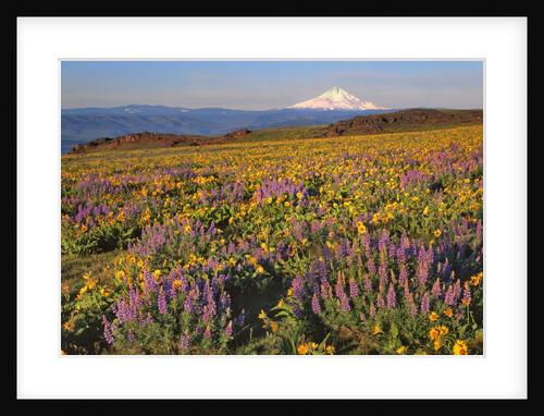 Lupine & balsamroot with Mt. Hood by Anonymous
