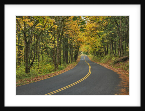 Old Columbia River Highway by Anonymous