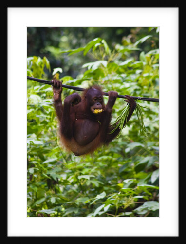 An orangutan (Pongo pygmaeus) at the Sepilok Orangutan Rehabilitation Center by Anonymous