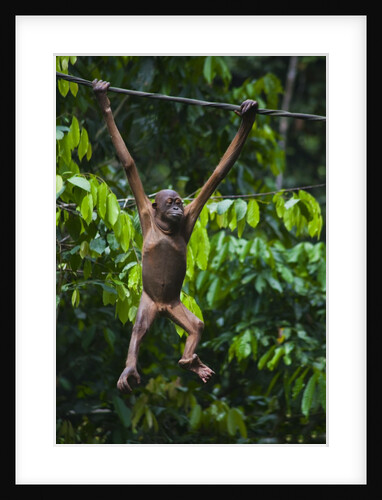 A sick baby orangutan (Pongo pygmaeus) at the Sepilok Orangutan Rehabilitation Center by Anonymous