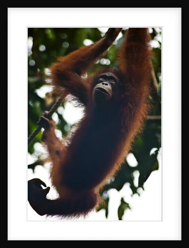 An orangutan (Pongo pygmaeus) at the Sepilok Orangutan Rehabilitation Center by Anonymous