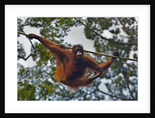 An orangutan (Pongo pygmaeus) at the Sepilok Orangutan Rehabilitation Center by Anonymous