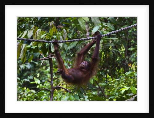 An orangutan (Pongo pygmaeus) at the Sepilok Orangutan Rehabilitation Center by Anonymous