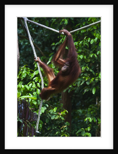 An orangutan (Pongo pygmaeus) at the Sepilok Orangutan Rehabilitation Center by Anonymous