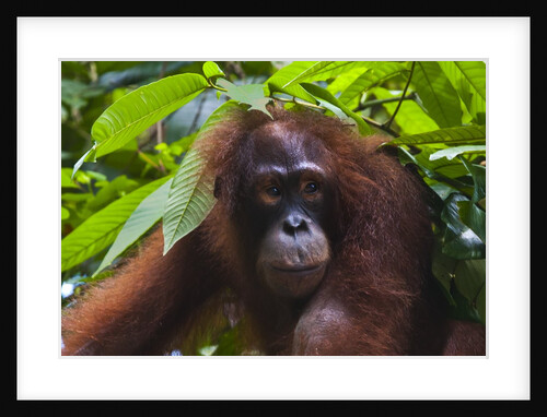 Orangutan (Pongo pygmaeus) at the Sepilok Orangutan Rehabilitation Center by Anonymous