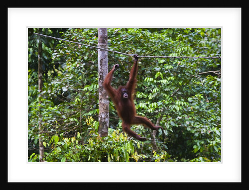 An orangutan (Pongo pygmaeus) at the Sepilok Orangutan Rehabilitation Center by Anonymous
