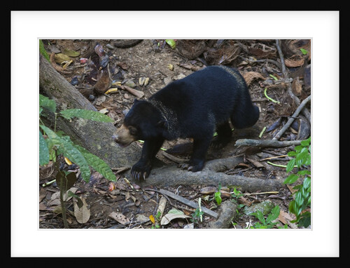 A sun bear (Helarctos malayanus) at the Bornean Sun Bear Conservation Center by Anonymous