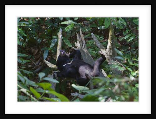A sun bear (Helarctos malayanus) at the Bornean Sun Bear Conservation Center by Anonymous
