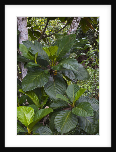 Tropical plants in Kabili-Sepilok Forest Reserve by Anonymous