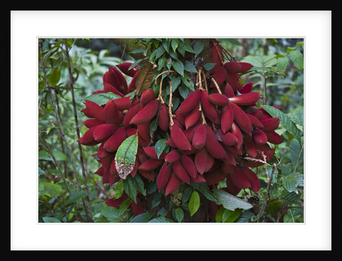 Fruit of the Kalumpang tree by Anonymous