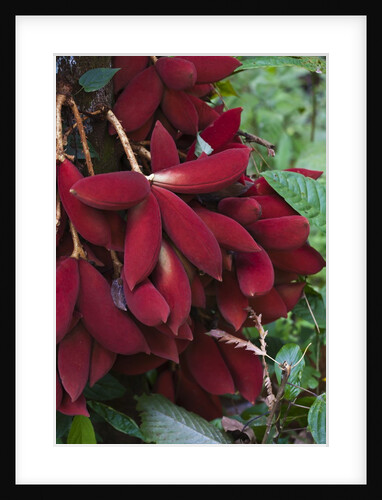 Kalumpang tree by Anonymous