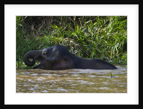 Bornean Pygmy Elephant (Elephas maximus borneensis) by Anonymous