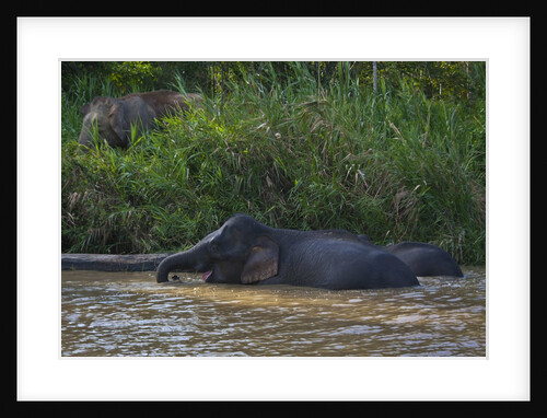 Bornean Pygmy Elephants (Elephas maximus borneensis) by Anonymous