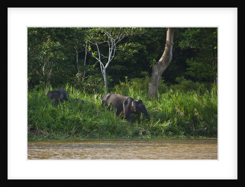 Bornean Pygmy Elephants (Elephas maximus borneensis) by Anonymous