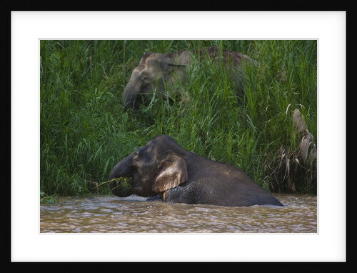 Bornean Pygmy Elephants (Elephas maximus borneensis) by Anonymous
