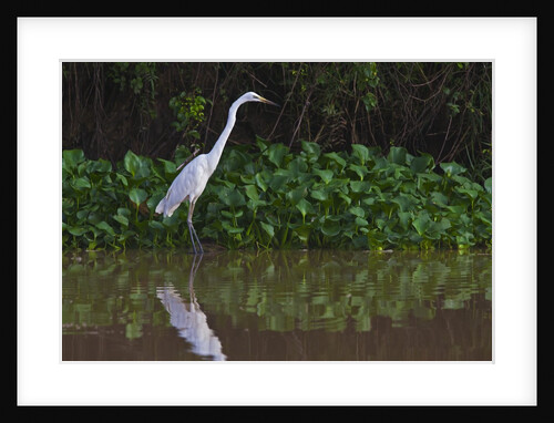 A great egret (Ardea alba) hunts along the riverbank by Anonymous