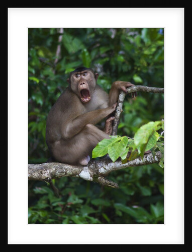 Stump-tailed macaque (Macaca arctoices) by Anonymous